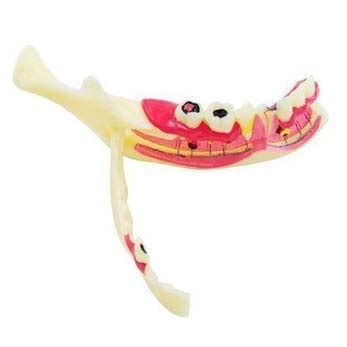 Buy Dental Mandibular Tissue Anatomical Nerve Root Mandible Structure ...