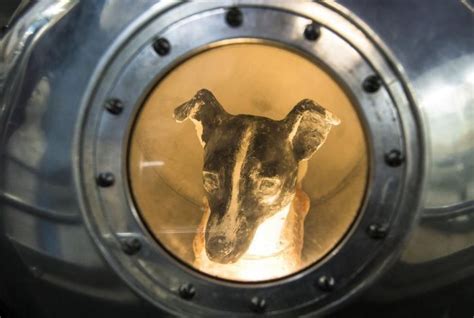60 Years Ago Today, Laika Became The First Dog To Enter Space Onboard ...
