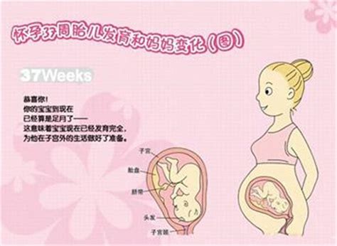 【怀孕37周】怀孕三十七周胎儿图,怀孕37周吃什么、注意什么_亲子百科_太平洋亲子网