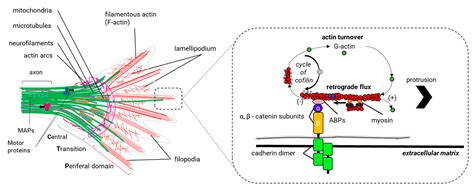 Much More Than a Scaffold: Cytoskeletal Proteins in Neurological Disorders
