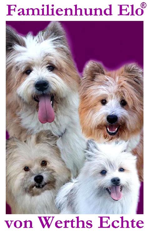Familienhund Elo Welpen von Werths Echte Ende 2019 in Ansbach | Tiere ...