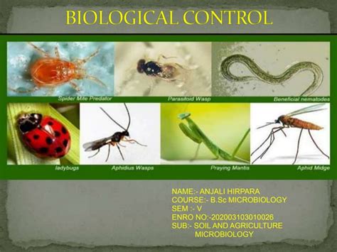 Biological Control Examples 的图像结果