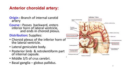 Blood supply of brain | PPTX