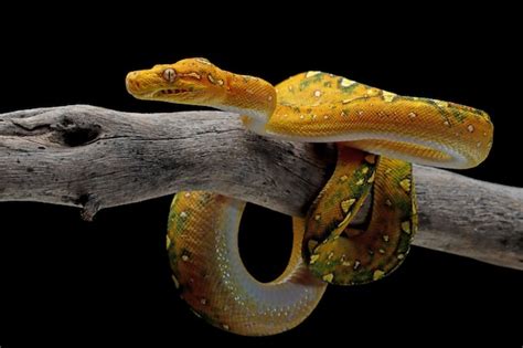 Image result for Green Tree Python Snake