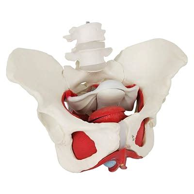 Buy Female Pelvis Model with Removable Organs, Female Pelvic Muscle ...