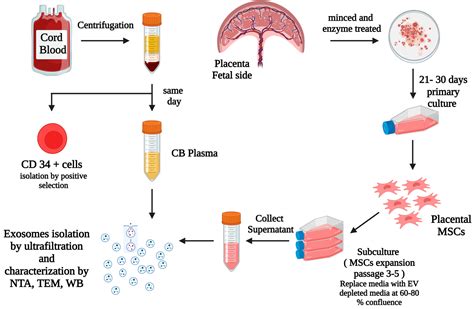 Cord Blood Plasma and Placental Mesenchymal Stem Cells-Derived Exosomes ...