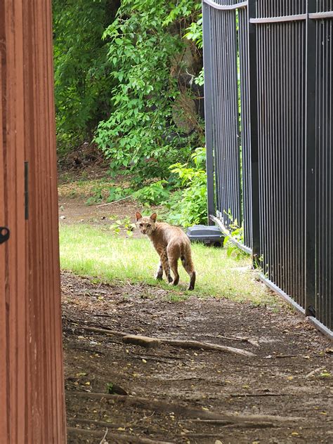 Beautiful bobcat seen along the fence line behind John Clark Stadium ...