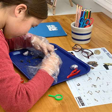 Owl Pellet Dissection Kit – ABC Crate