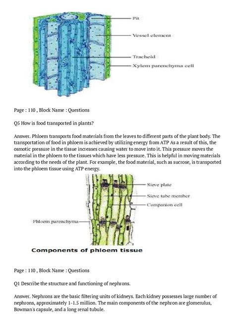 Image result for Class 10 Science Chapter Fifth