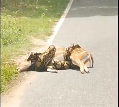 Live Snake Traps 的图像结果