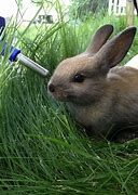 Image result for Blue Cute Baby Bunnies