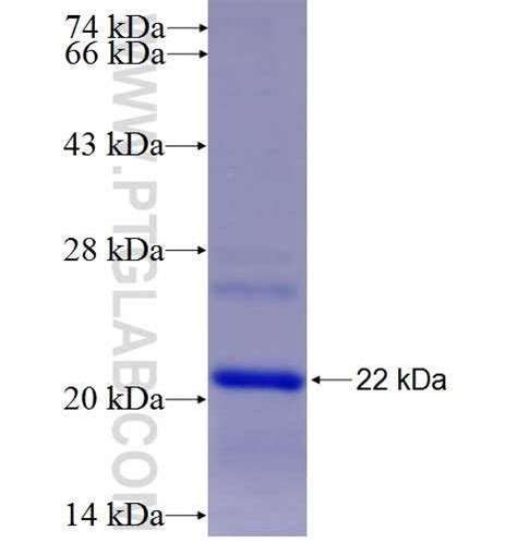 BAK Fusion Protein Ag27958 | Proteintech