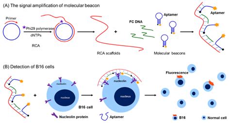 Biosensors Based on Bivalent and Multivalent Recognition by Nucleic ...