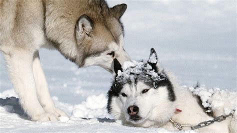 去格陵兰岛玩狗拉雪橇，你需要知道有关雪橇犬的5个有趣事实！ - 每日头条