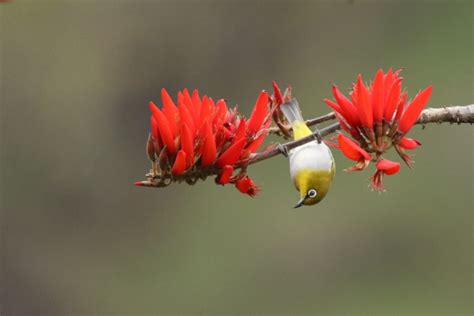 Indian White-eye (Oriental White-eye) – naturetrail
