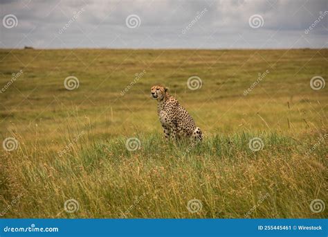 Cheetah En Una Pradera En La Reserva Nacional De Masai Mara Kenya ...