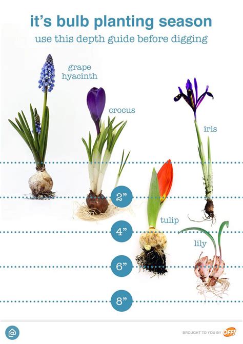Spring Bulb Planting Guide 的图像结果