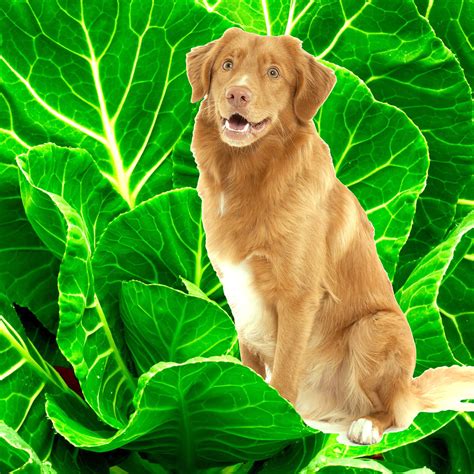Honeydew Melon Ok For Dogs at Indiana Brownless blog