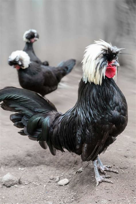 Exploring The Elegance Of Black And White Chickens: A Comprehensive ...