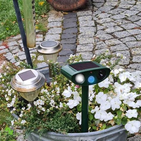 Image result for Squirrel Protector