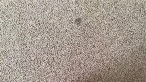 DVD Update Amazon 的图像结果