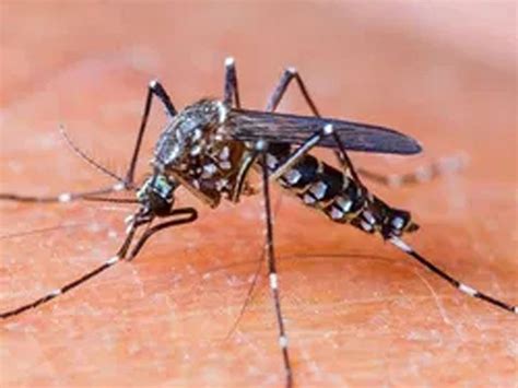 6 big units fined up to Rs.25 thousand for breeding mosquitoes ...