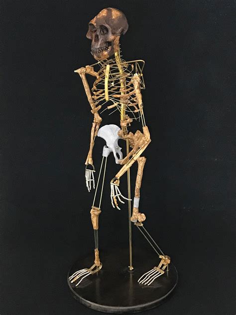 Image result for Australopithecus Skeleton