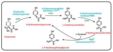 Comparative Molecular Mechanisms of Biosynthesis of Naringenin and ...