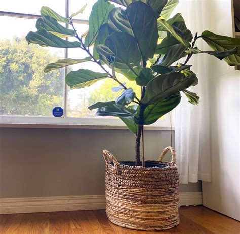 Fiddle Leaf Fig Care Indoors