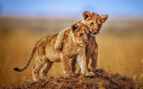 Lions Wallpapers - Wallpaper Cave