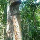 Python Climbing Tree 的图像结果