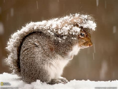 25 Perfectly Captured Photos Of Animals in Snow - Snow Addiction - News ...