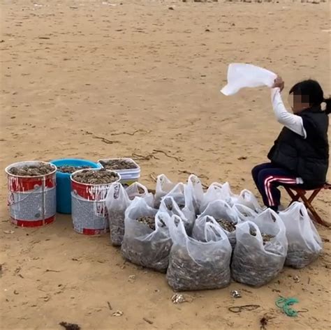烟台海滩退潮后现大量海鲜 女子沙滩捡30斤虾
