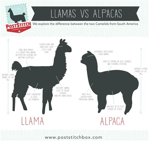Llamas Vs Alpacas Interesting Differences You Should Know Taylor Balog