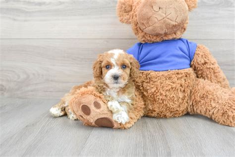 Image result for Cockapoo Dog Baby