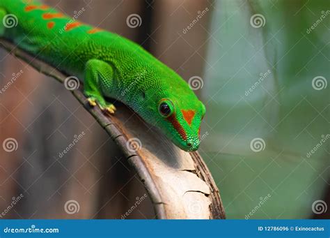 Madagascar giant day gecko stock photo. Image of endangered - 12786096