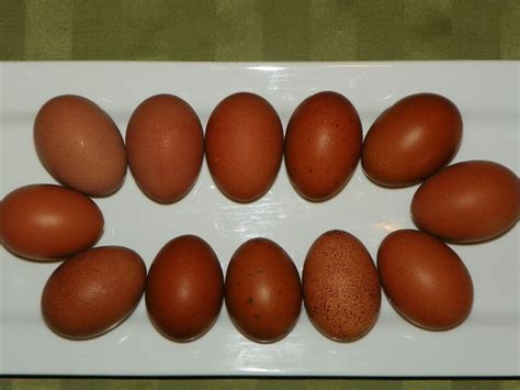 ~~ WELSUMMER EGG PICS SHOWING COLOR CONTRAST ~~ | BackYard Chickens ...