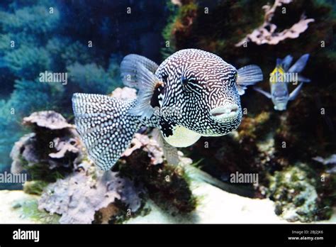 Catching Exotic Fish for Aquarium 的图像结果