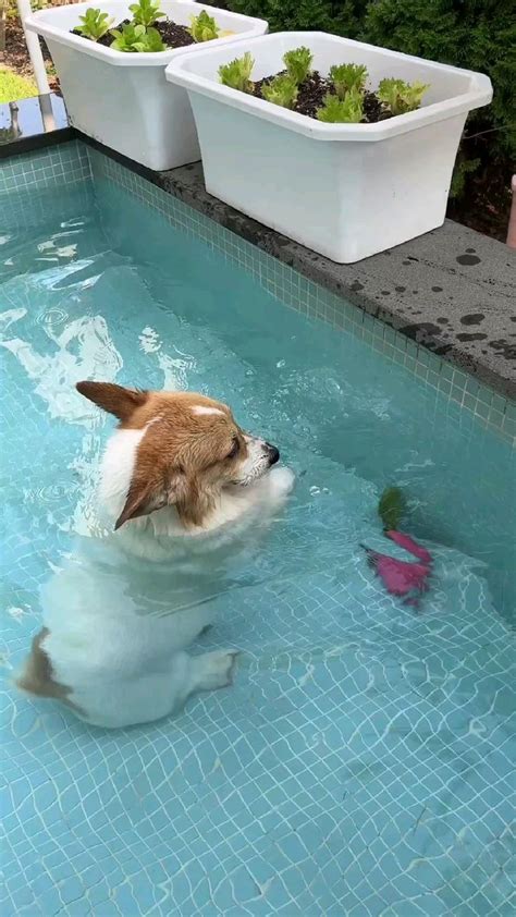 Dogs Swim Lessons 的图像结果
