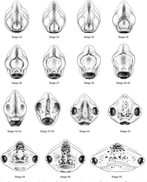 Xenopus Embryo Development