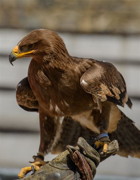 Eagle Eye Tutorial 的图像结果