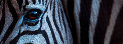 The great zebra migration | BBC Earth