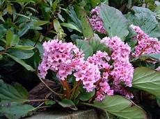 fiore di san giuseppe bergenia bergenia perenni bergenia perenni fiore di san giuseppe bergenia bergenia perenni bergenia perenni