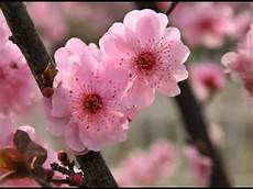 fiore flowers beautiful flowers the blossom melody fiore flowers beautiful flowers the blossom melody