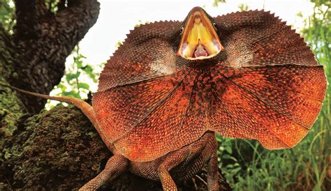 Frilled Lizard Running