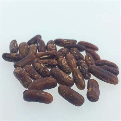Bush Bean 'Saxa' (Phaseolus vulgaris) organic - approx. 30 seeds