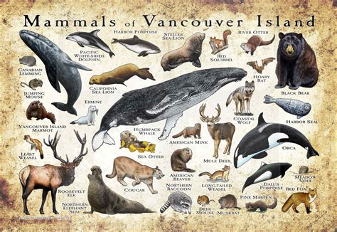 Marmots of North America Poster Print - wildlife in vancouver island