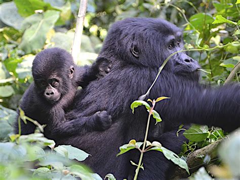 MENELIK TRAILS EAST AFRICA EXPEDITIONS (2025) All You Need to Know ...