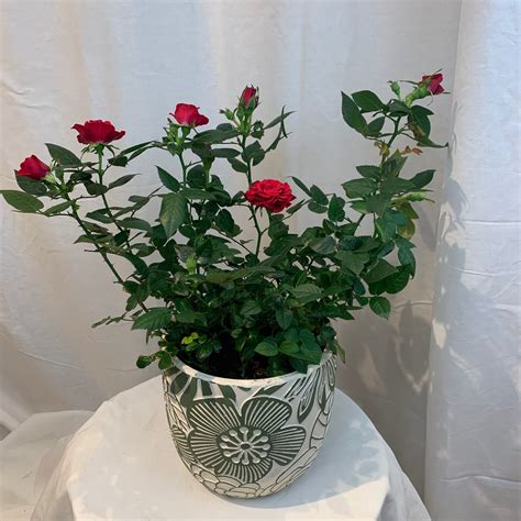 Miniature Roses In Pots