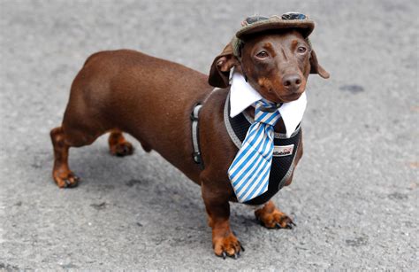 Noodle Sausage Dog at Randall Maupin blog